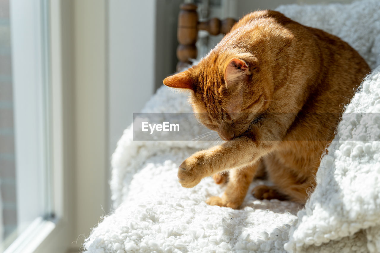 animal, animal themes, mammal, pet, cat, one animal, domestic animals, skin, no people, feline, window, whiskers, indoors, domestic cat, felidae, relaxation, nose, home interior, looking, day, close-up, focus on foreground