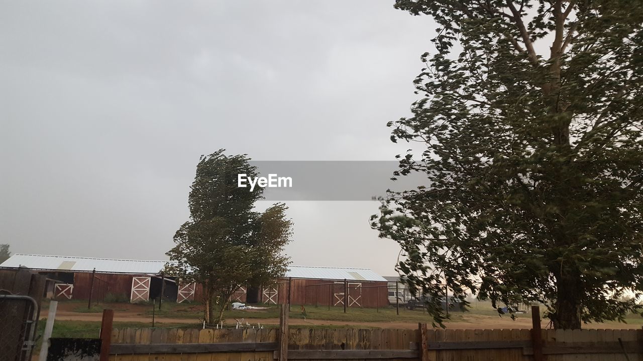 VIEW OF TREES ON LANDSCAPE