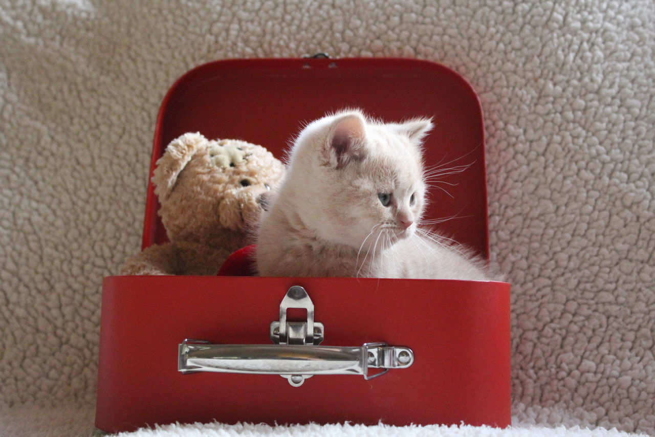 Cute white kitten in red box