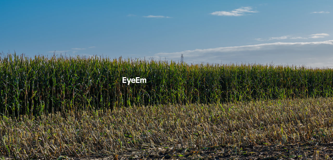 Corn field is chopped up during the corn harvest