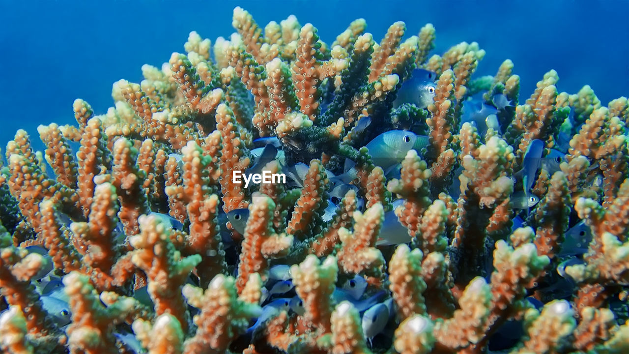CLOSE-UP OF CORAL ON SEA SHORE