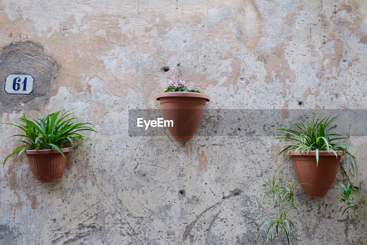 Potted plants mounted on wall