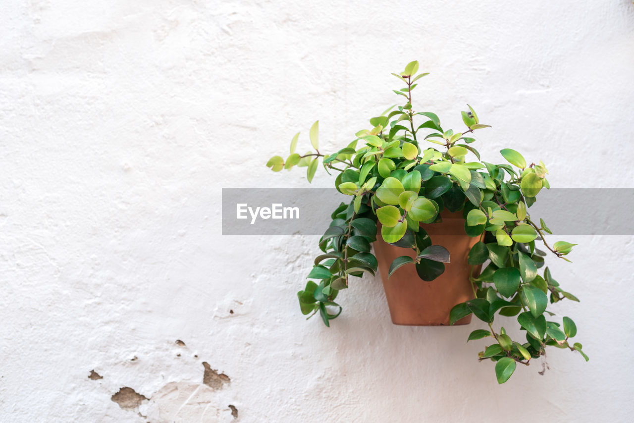 Close-up of fresh green plant against white wall