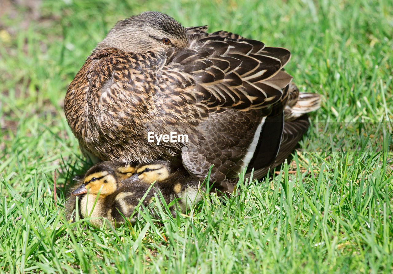 DUCKS ON GRASS