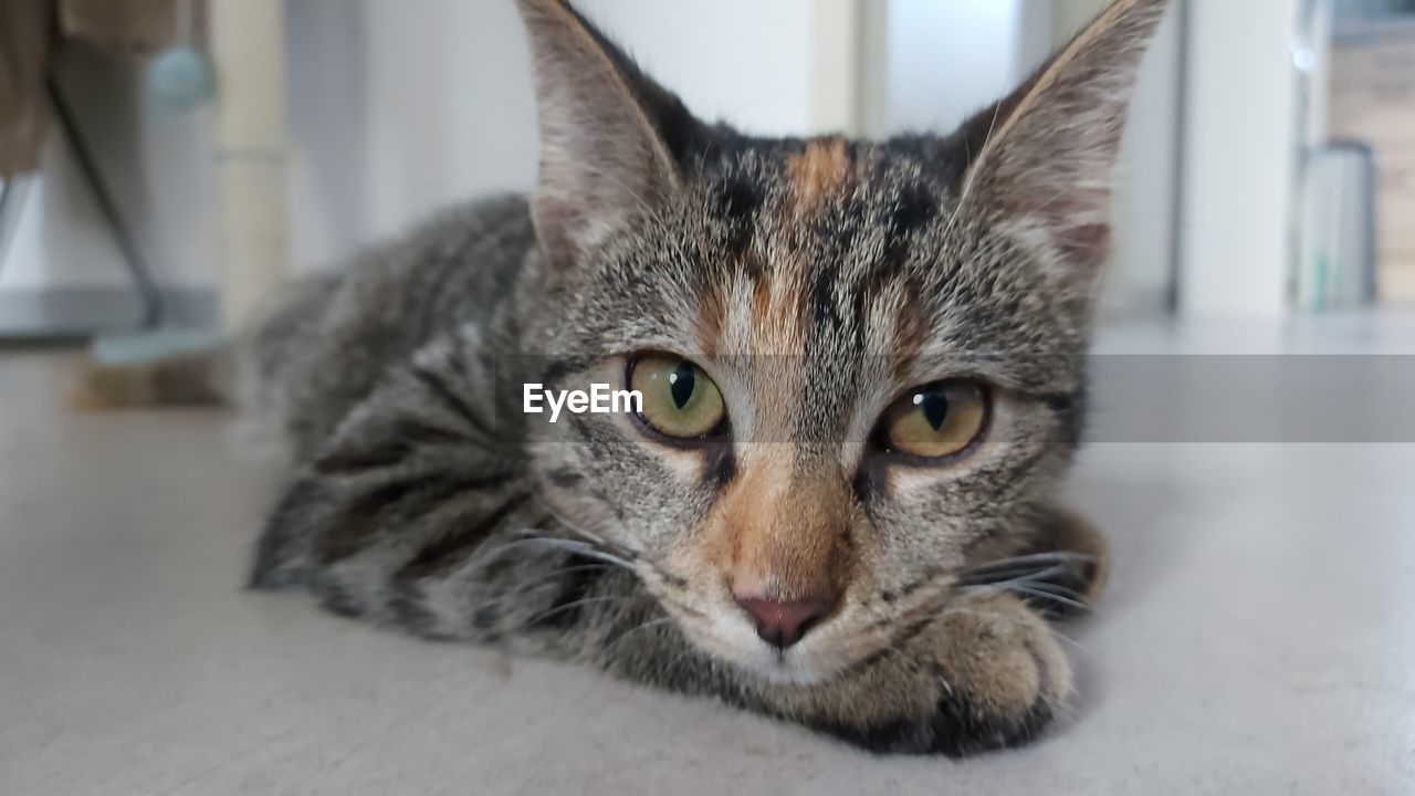 CLOSE-UP PORTRAIT OF TABBY CAT