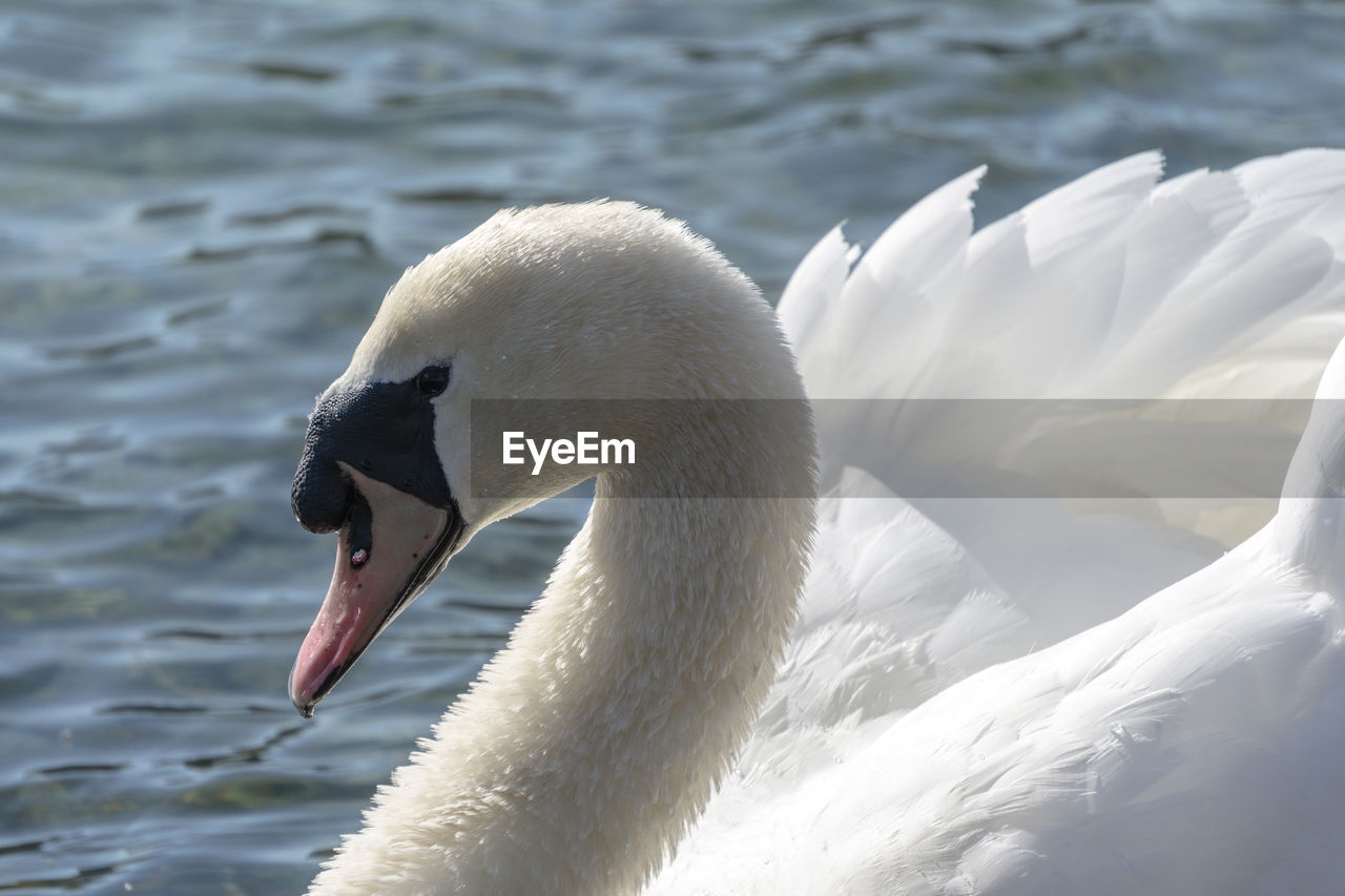 Close-up of swan swimming in lake