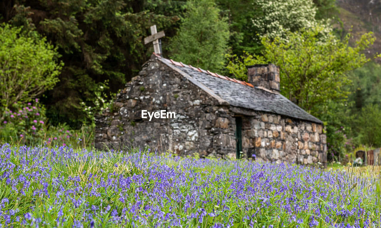 Bluebell fields at st john's episcopal church, ballachulish in the scottish highlands