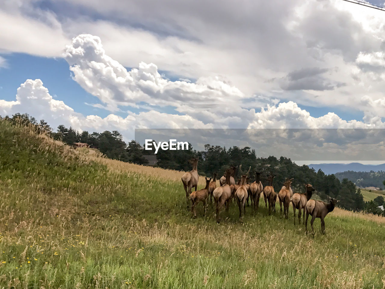 SHEEP GRAZING ON FIELD