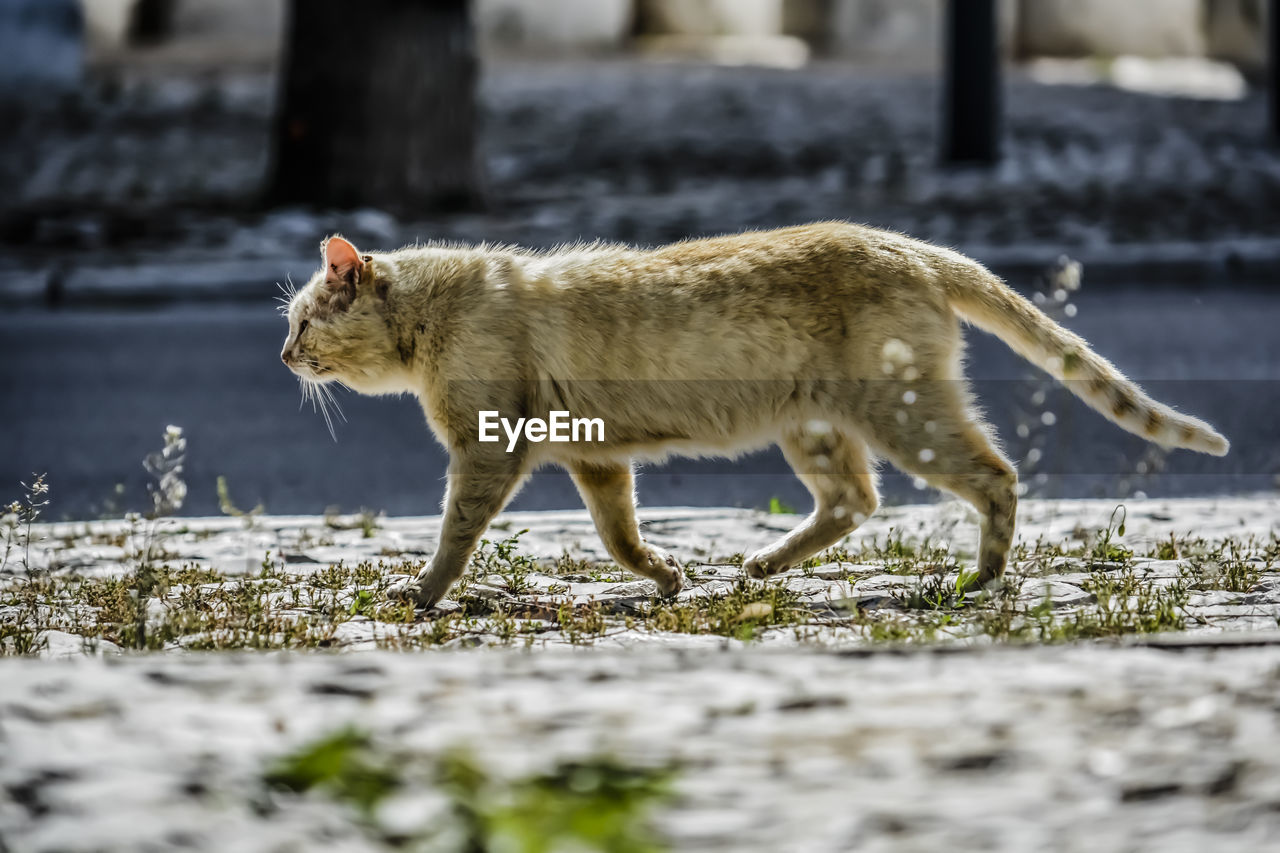 Side view of a cat walking on land