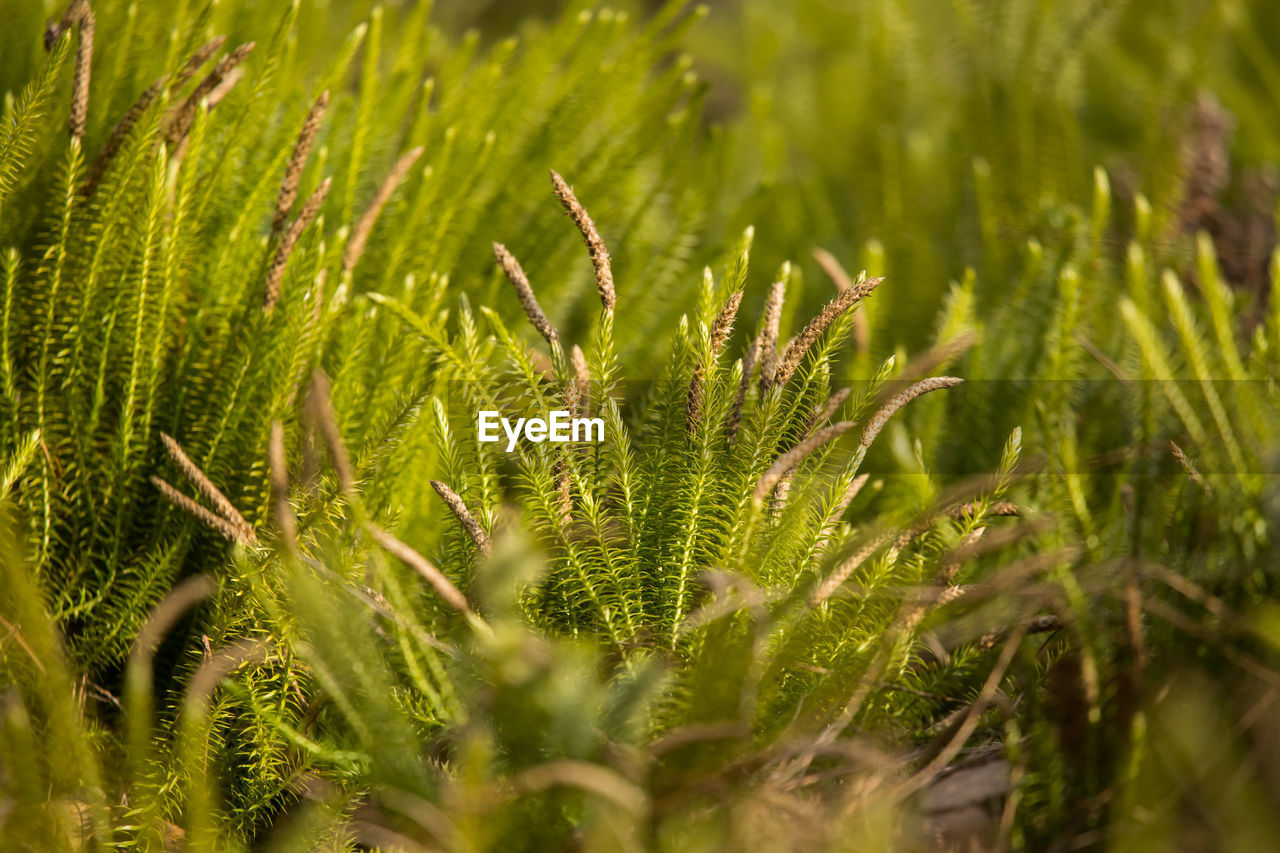 Close-up of crops growing on field