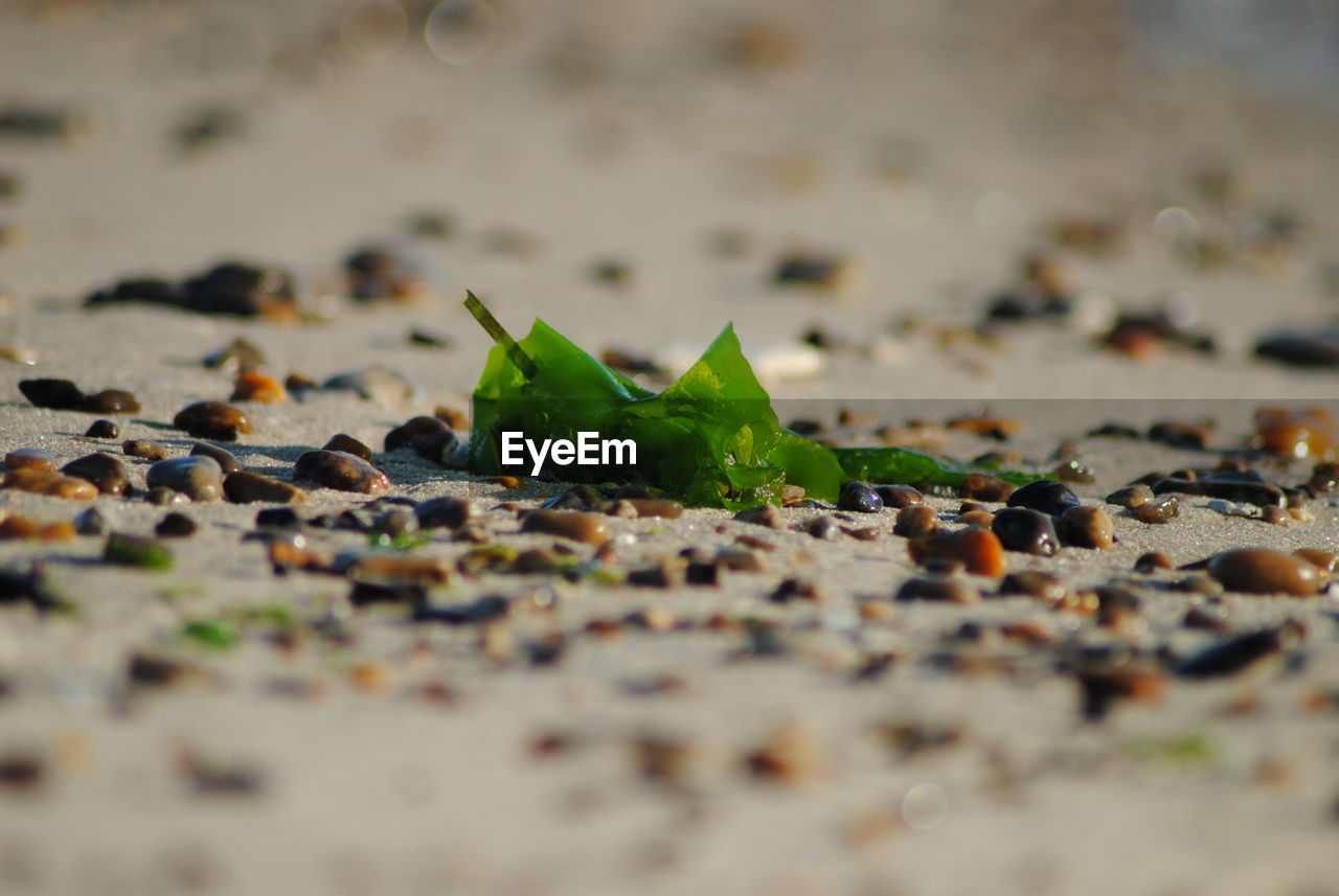 CLOSE-UP OF GRASSHOPPER