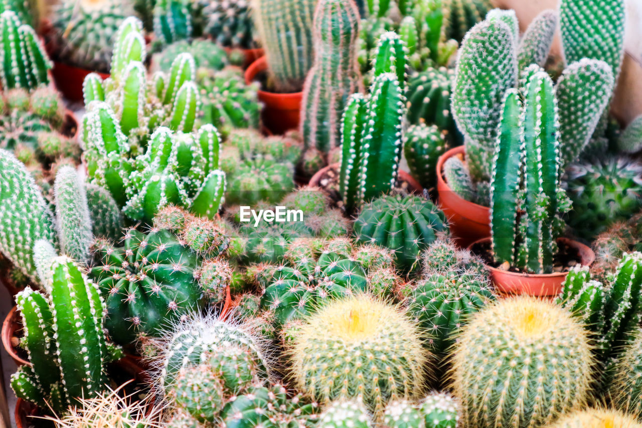 Full frame shot of succulent plants on field