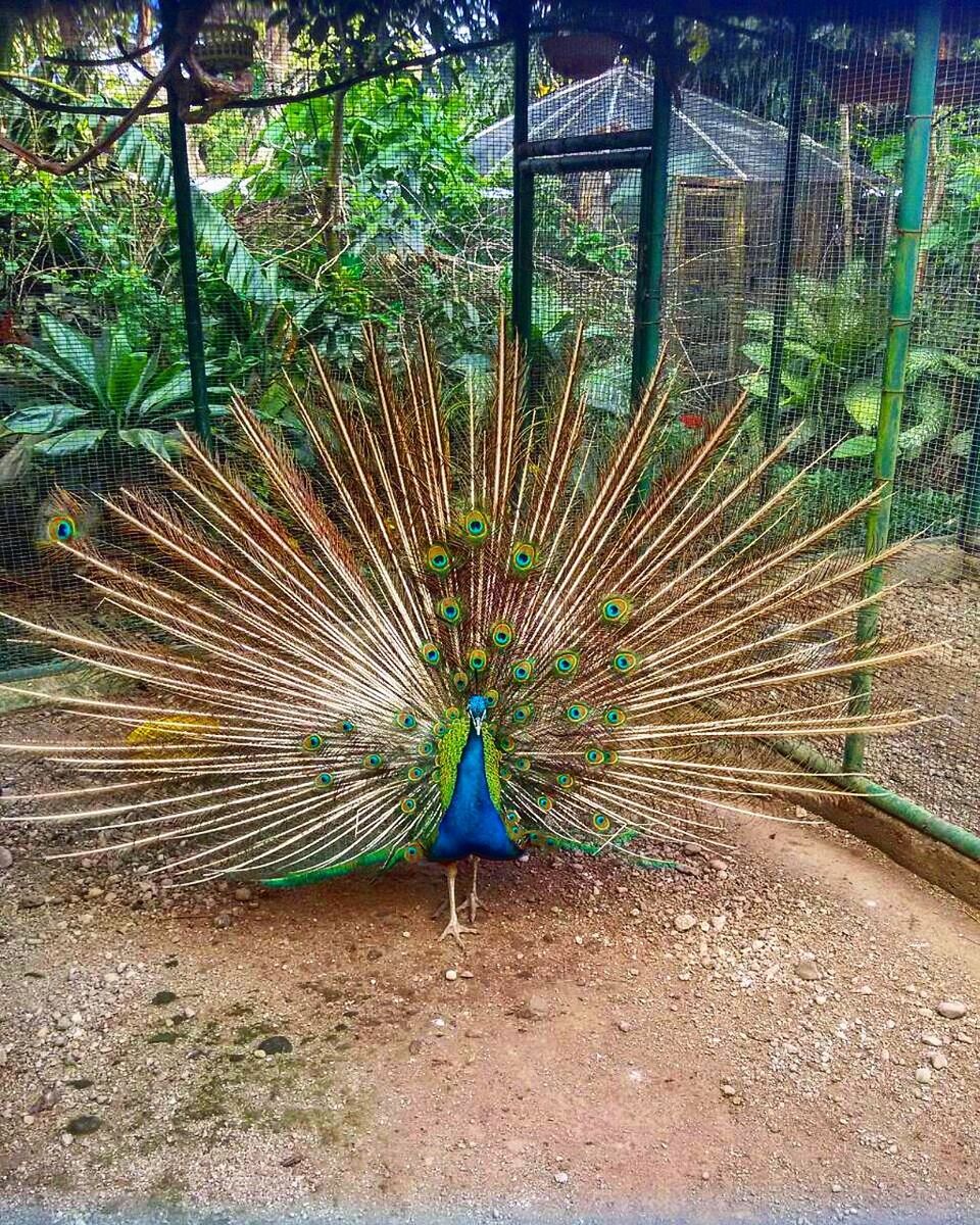 PEACOCK WITH UMBRELLA