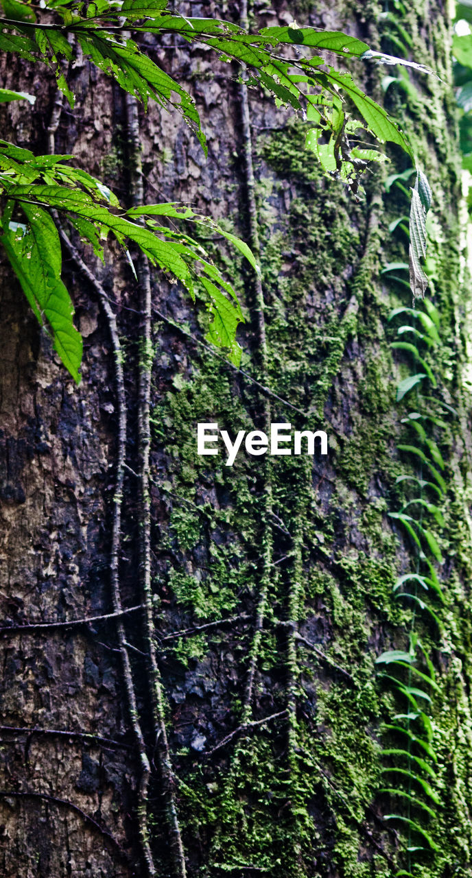 CLOSE-UP OF TREE TRUNK