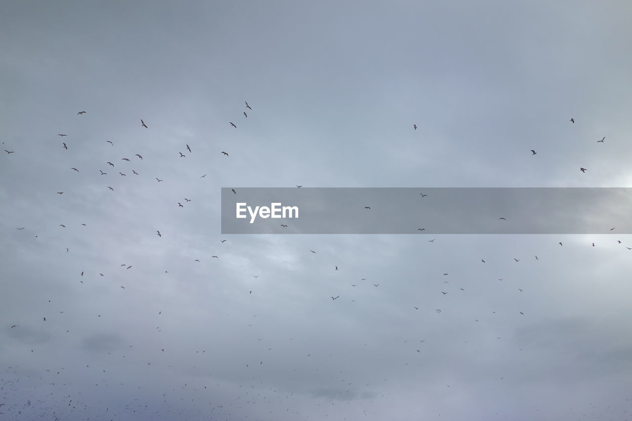 LOW ANGLE VIEW OF BIRDS FLYING IN SKY