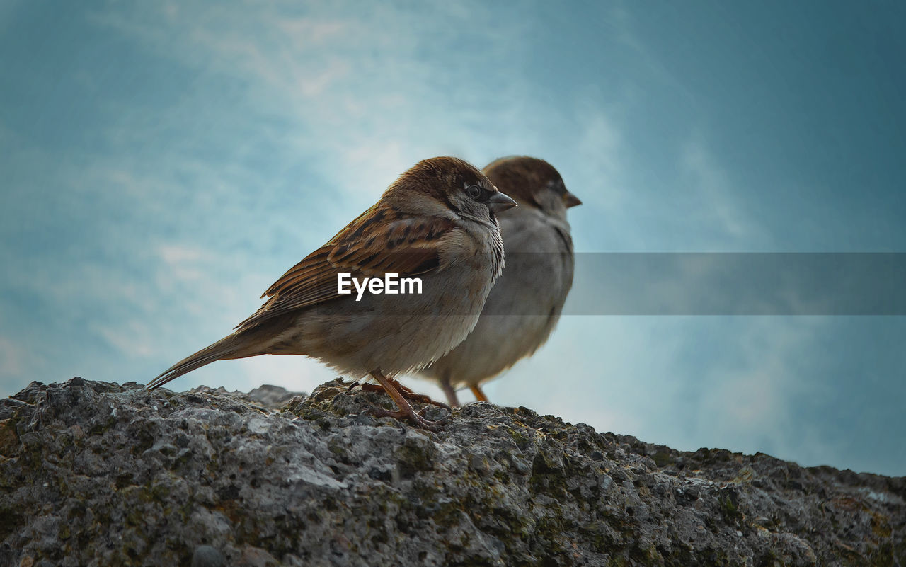 BIRD PERCHING ON ROCK AGAINST SKY