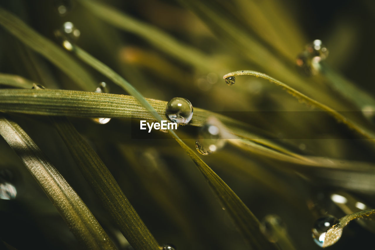 Close-up of wet grass