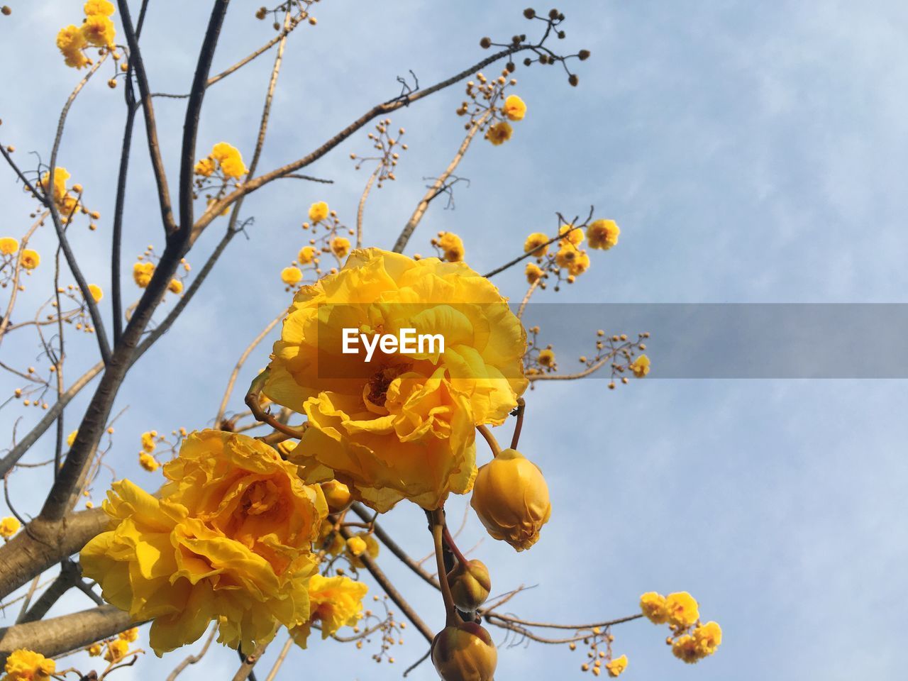 CLOSE-UP OF YELLOW FLOWERS AGAINST THE SKY