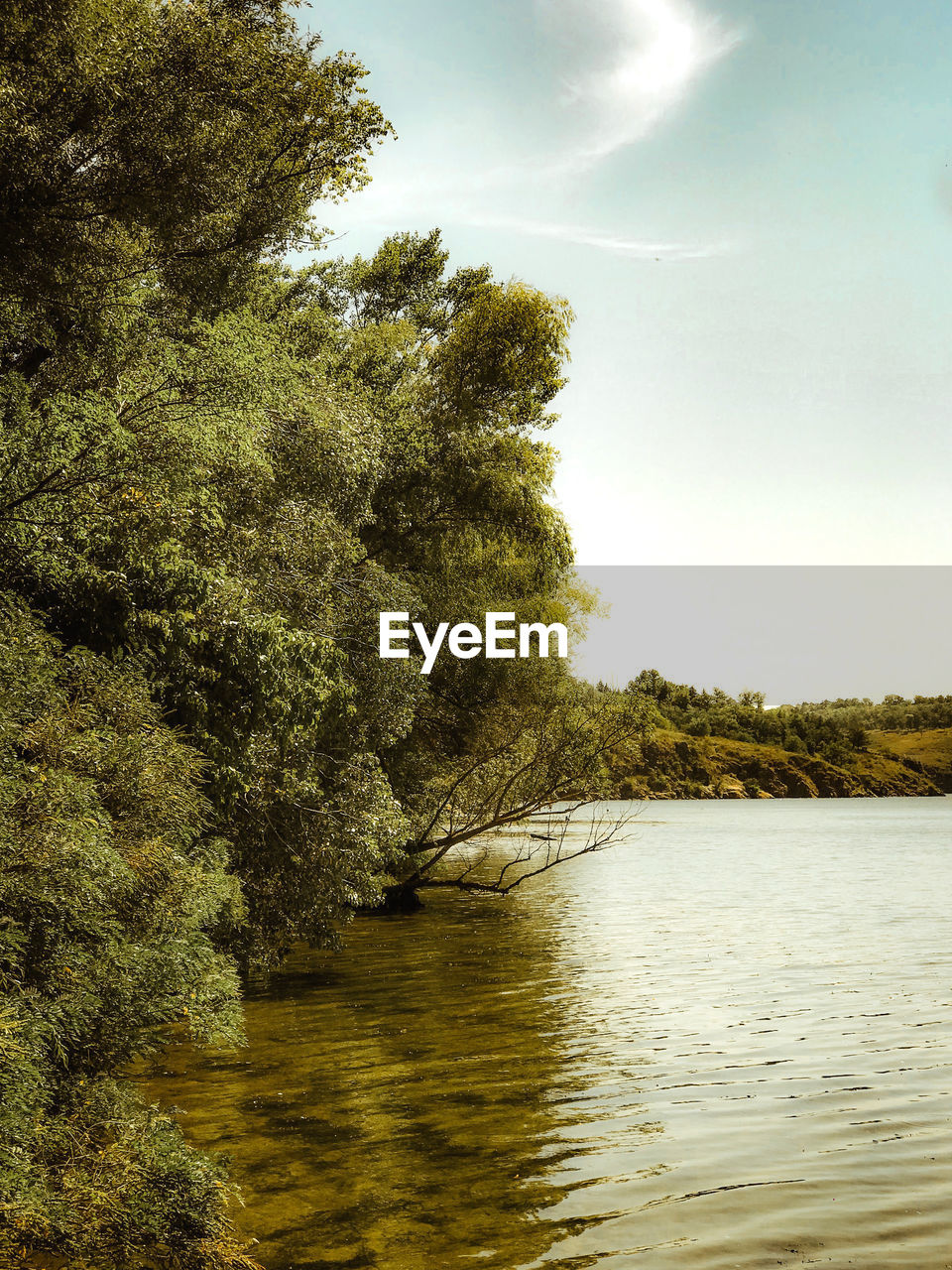 SCENIC VIEW OF RIVER AMIDST TREES IN FOREST