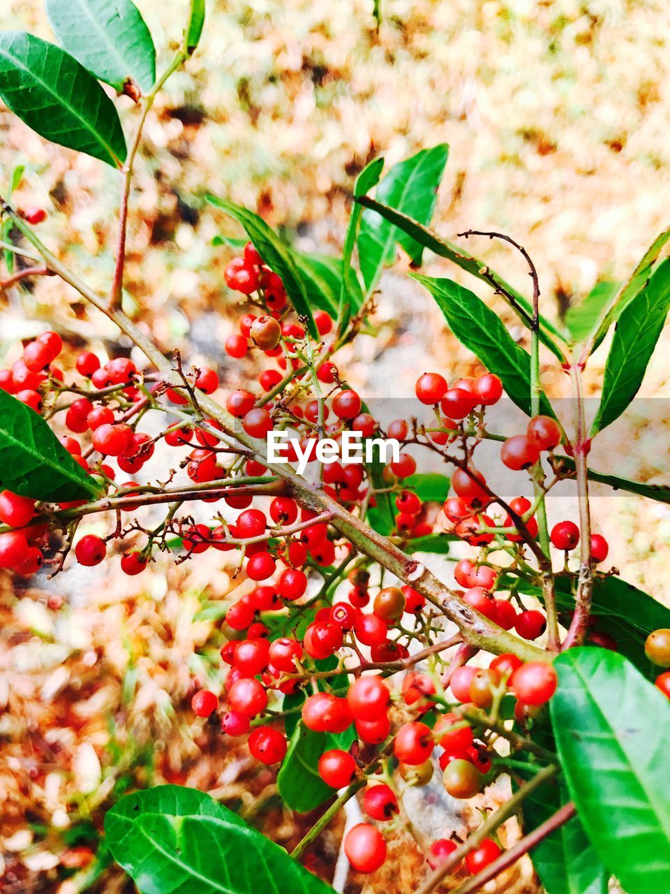 CLOSE-UP OF BERRIES GROWING ON TREE