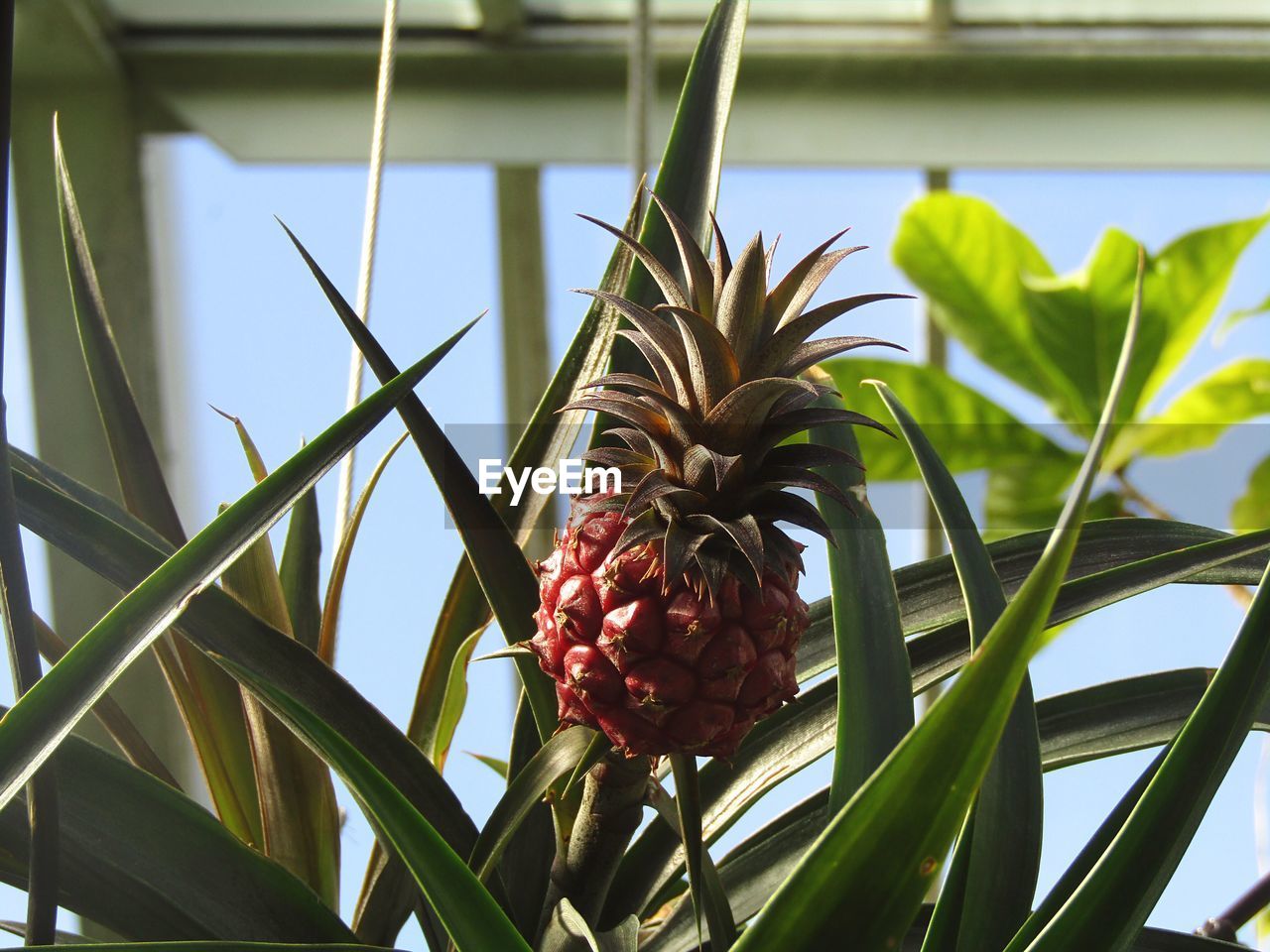 LOW ANGLE VIEW OF FRUITS ON TREE