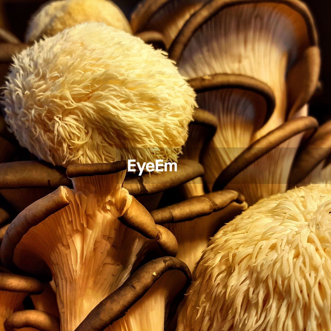 Full frame shot of lions mane mushrooms