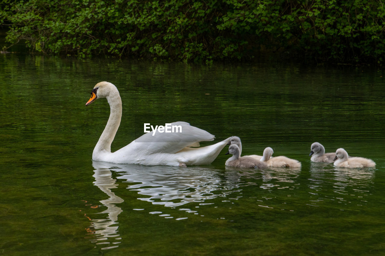 Swans swimming in lake