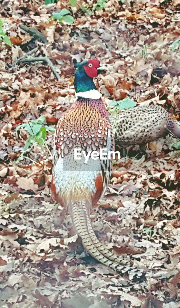 BIRD ON GROUND