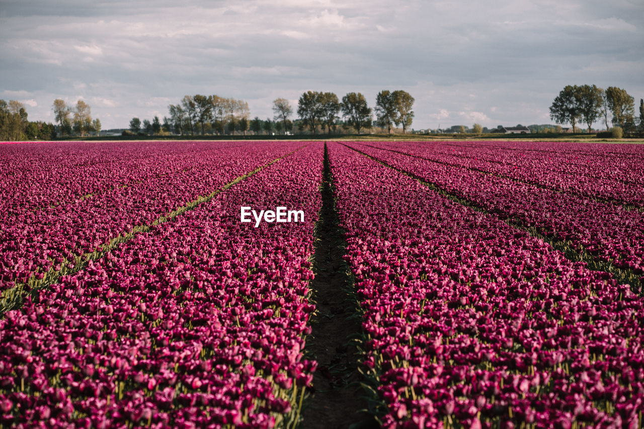 Scenic view of purple tulips on field against sky