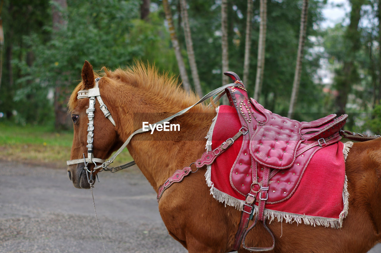 Close-up of a horse