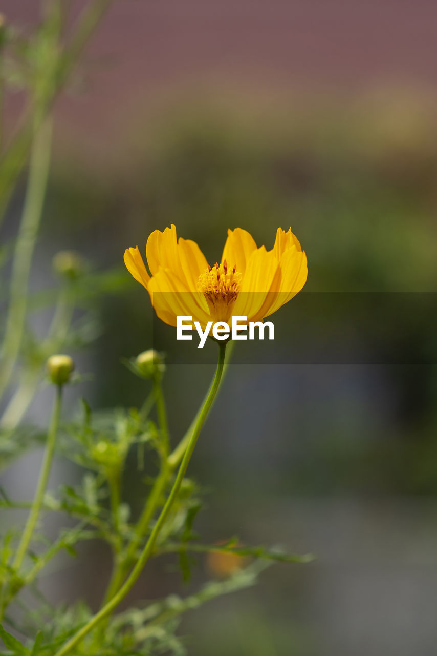 CLOSE-UP OF YELLOW ROSE FLOWER