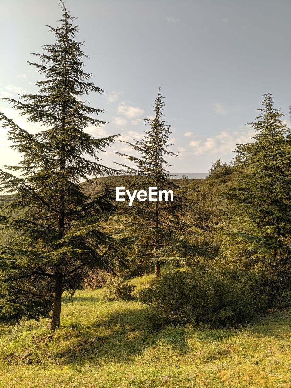 PINE TREES IN FIELD