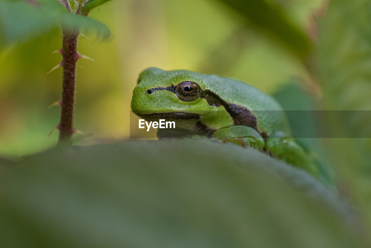 CLOSE-UP OF FROG ON GREEN LEAF