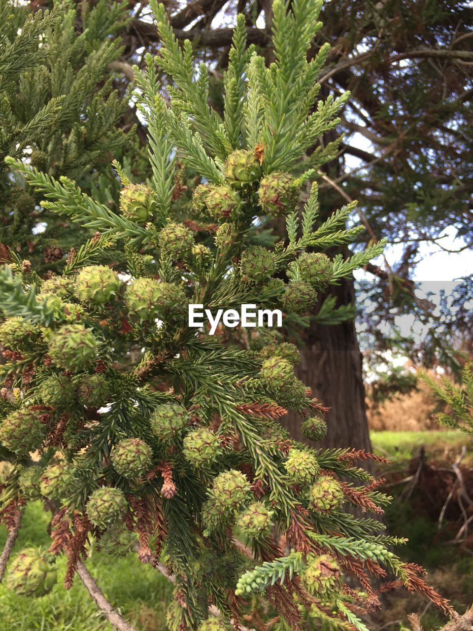 LOW ANGLE VIEW OF TREE GROWING IN FARM