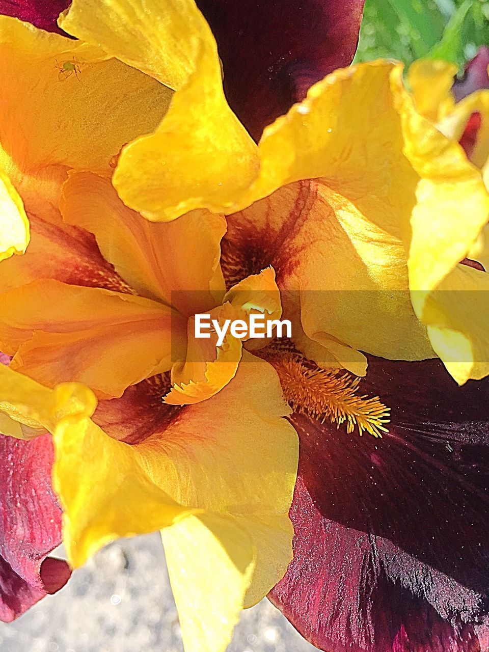 CLOSE-UP OF YELLOW FLOWERS