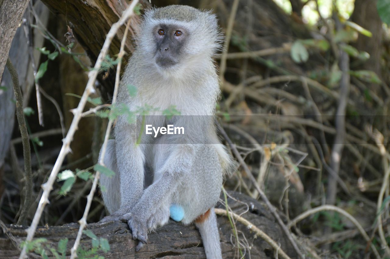 Monkey on tree in forest