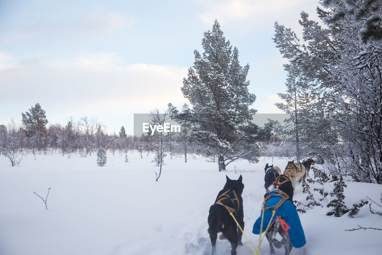 A beautiful husky dog team pulling a sled in beautiful norway morning scenery. 