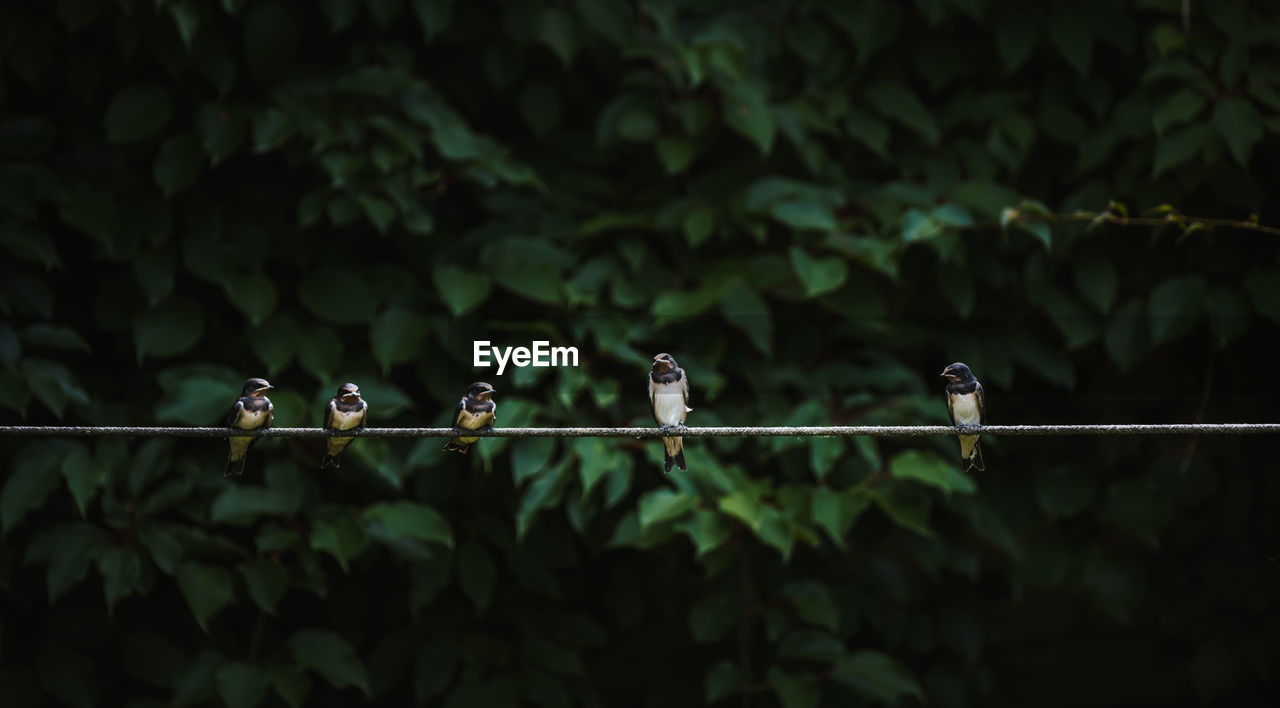 Bird perching on a tree