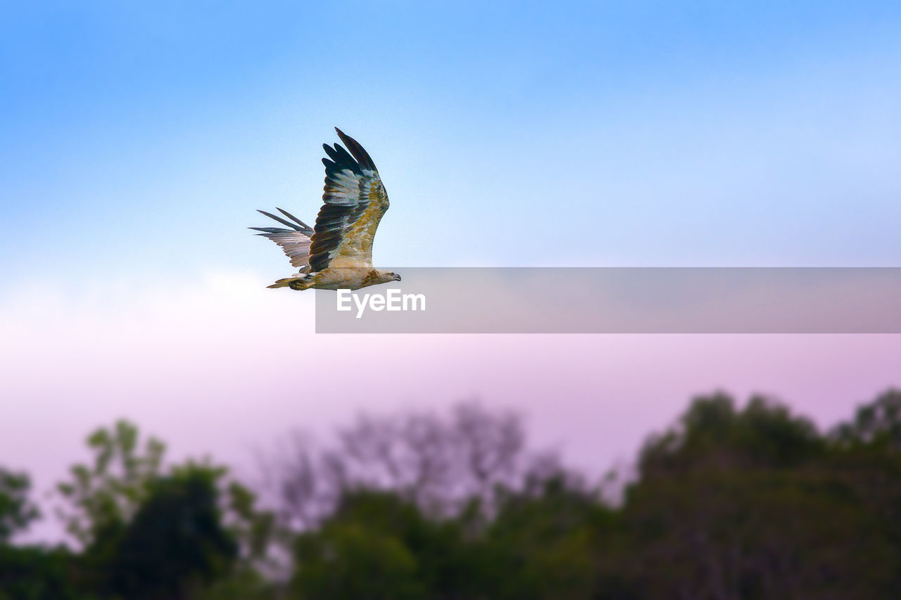 Low angle view of bird flying against sky during sunset