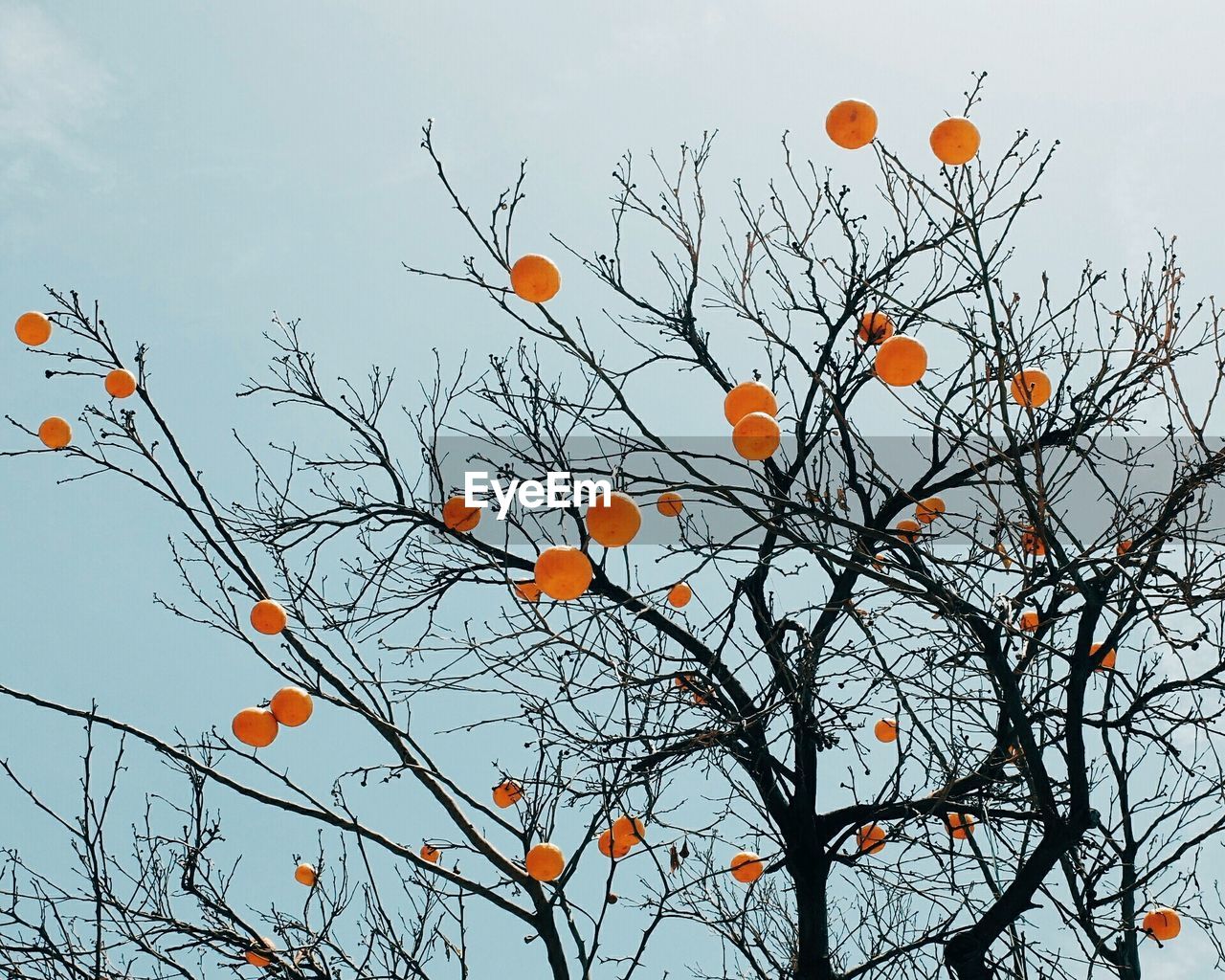 Low angle view of orange tree against sky