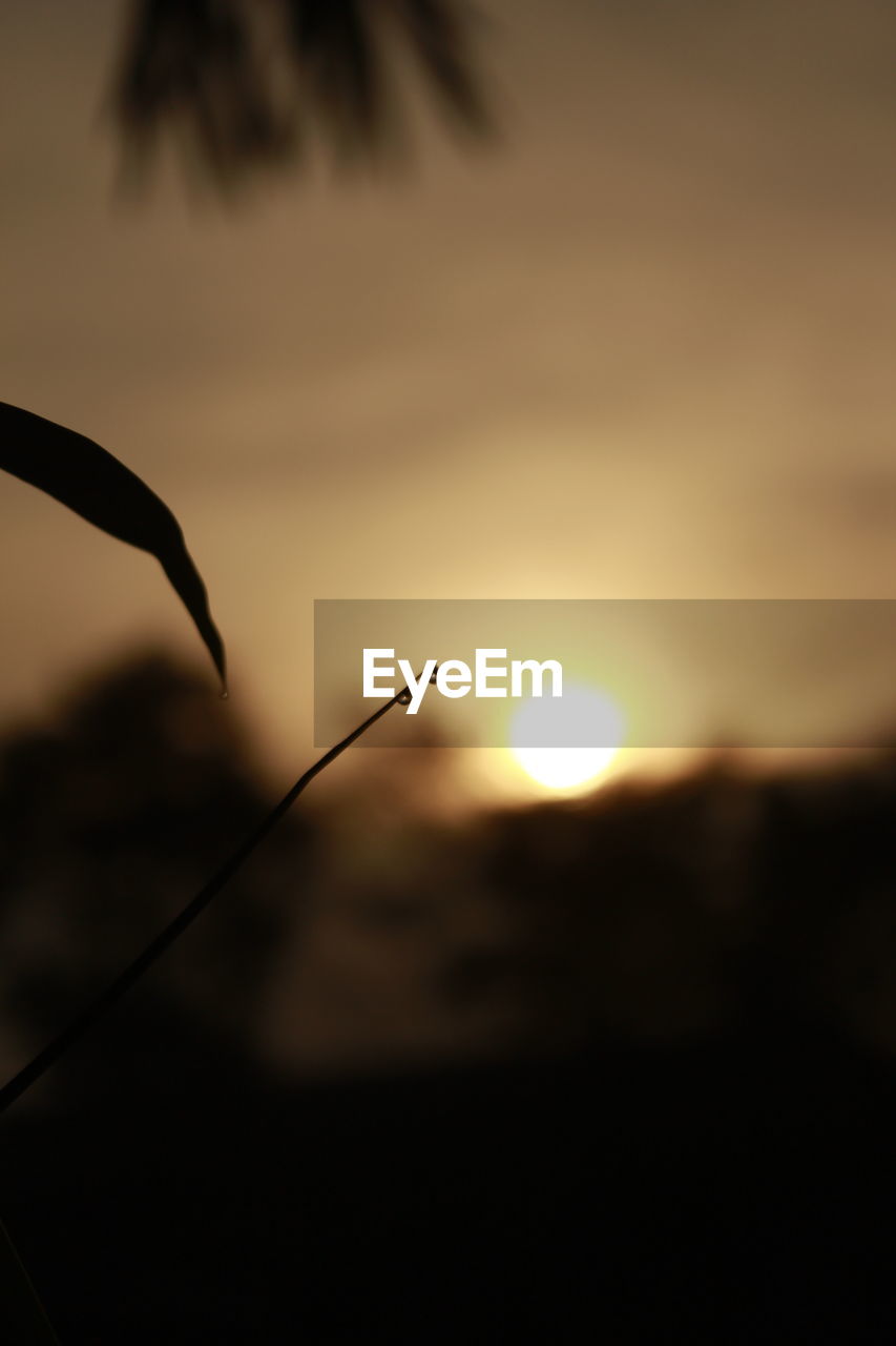 CLOSE-UP OF SILHOUETTE PLANTS AGAINST SUNSET SKY