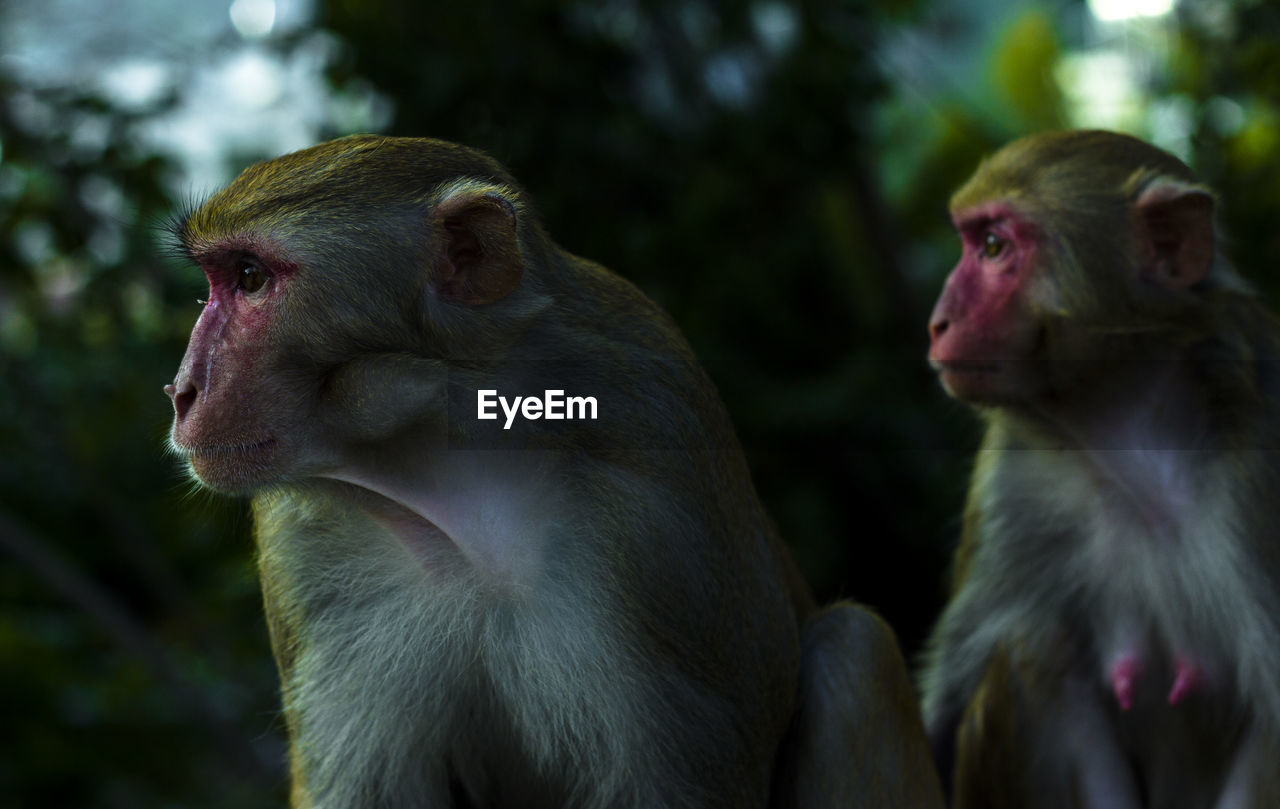 Close-up of monkeys looking away