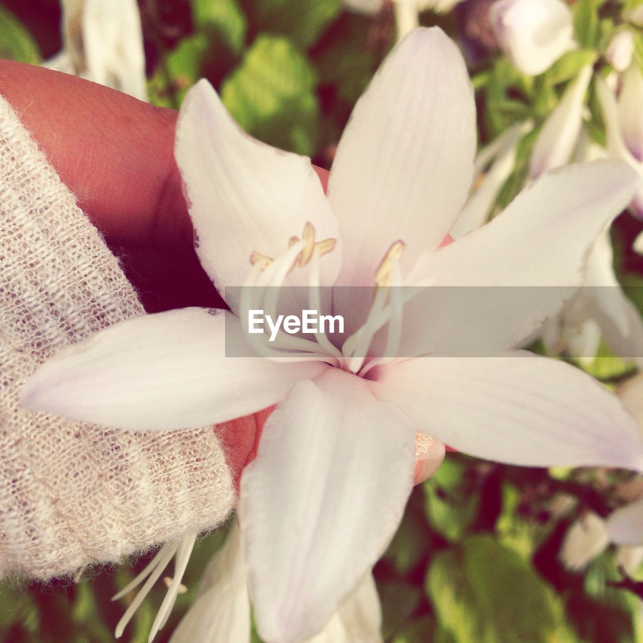 CLOSE-UP OF WHITE FLOWERS