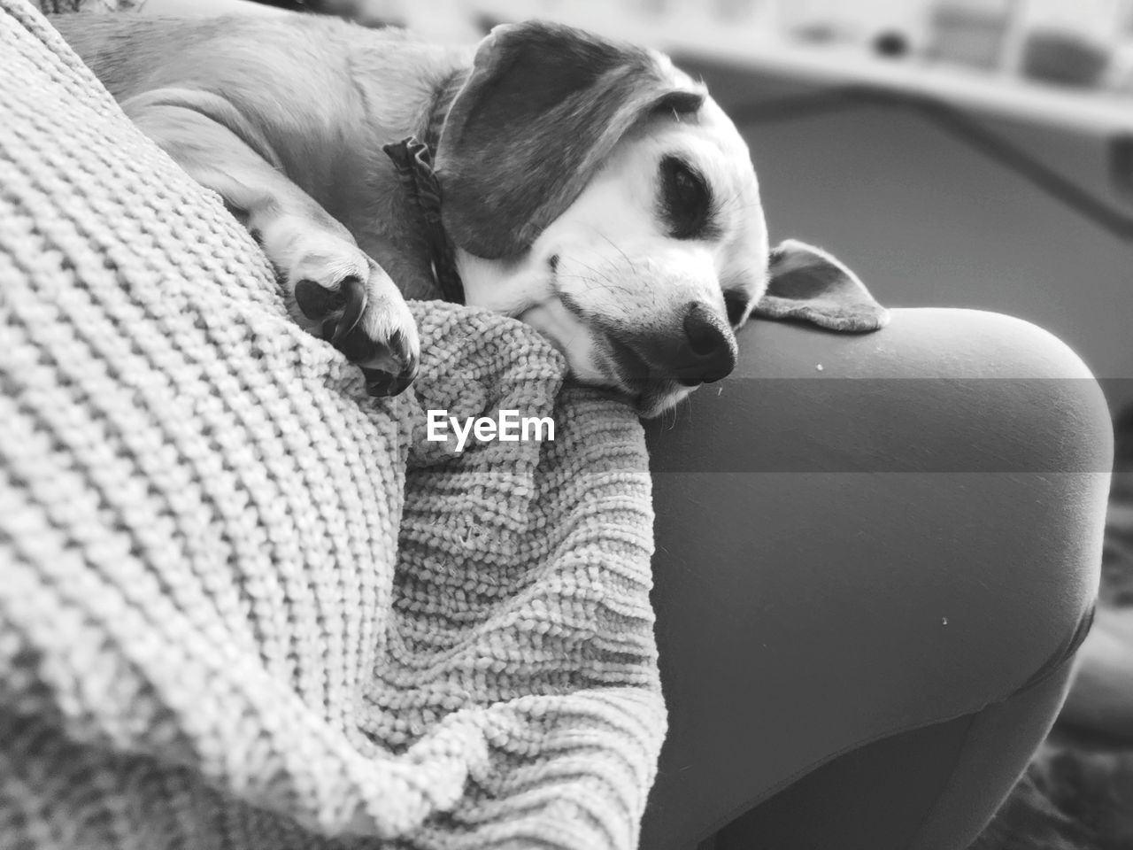 REAR VIEW OF WOMAN WITH DOG RELAXING ON COUCH