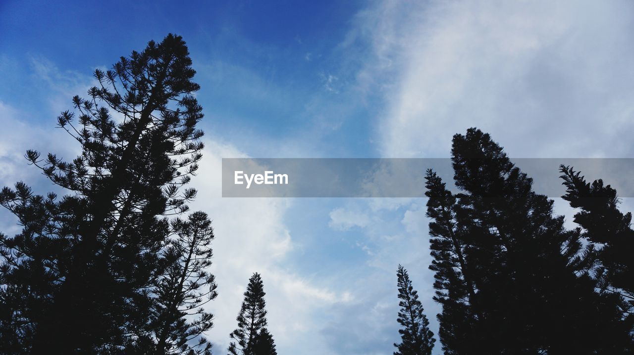 Low angle view of silhouette trees against sky