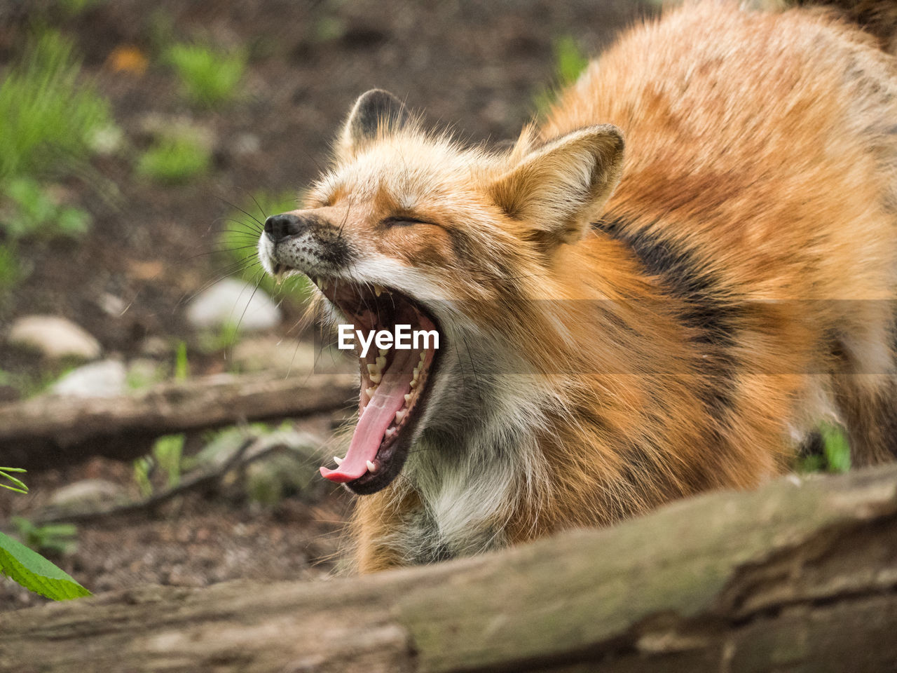 Close-up of fox yawning outdoors