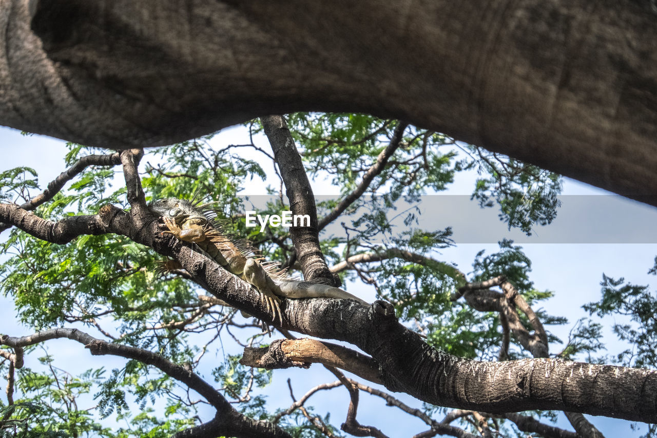 Low angle view of iguana on tree