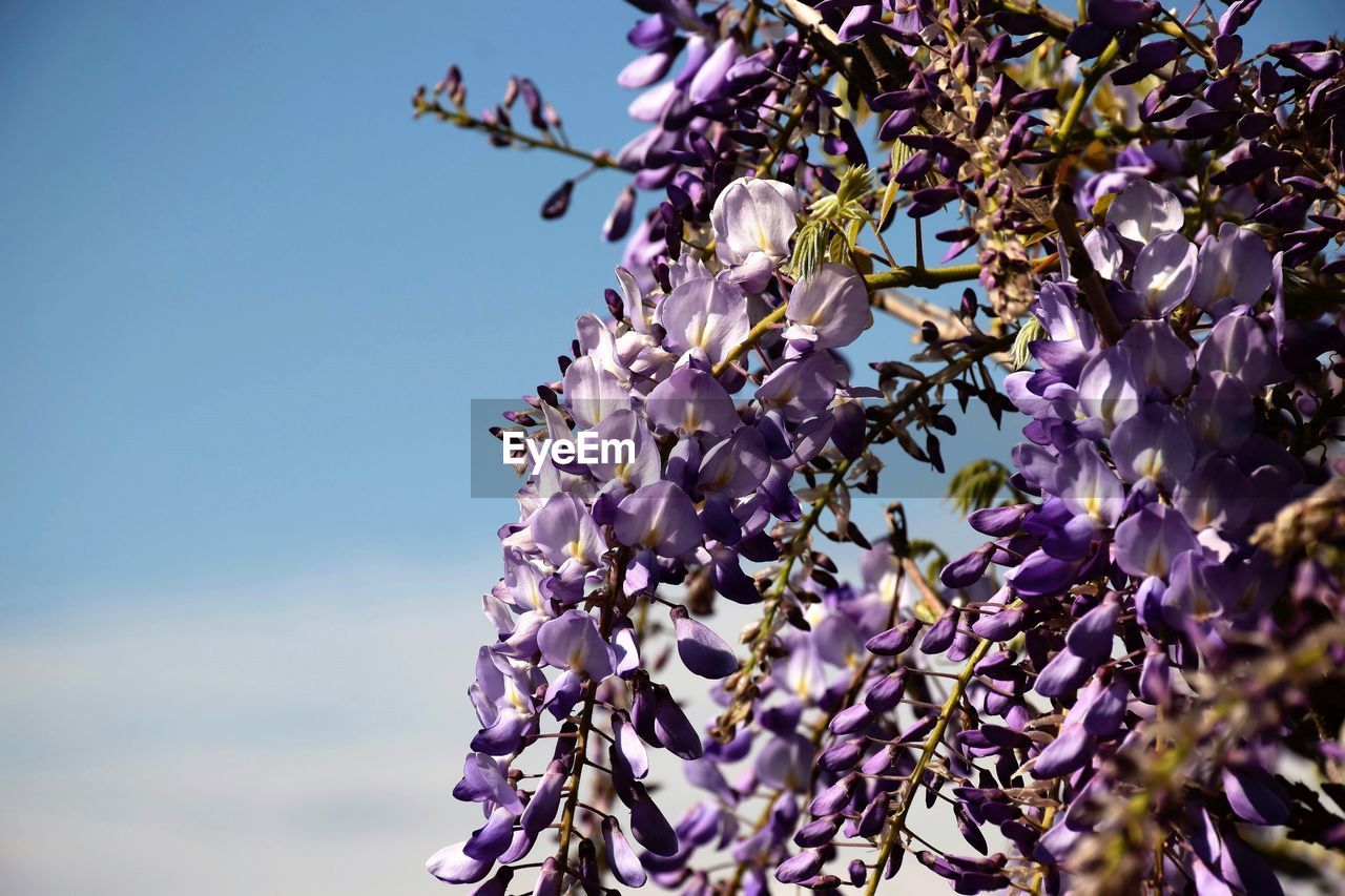 Low angle view of flowering plant against sky