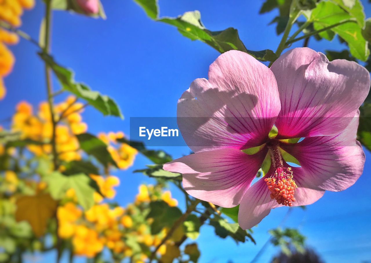 Close-up of fresh flowers blooming against sky