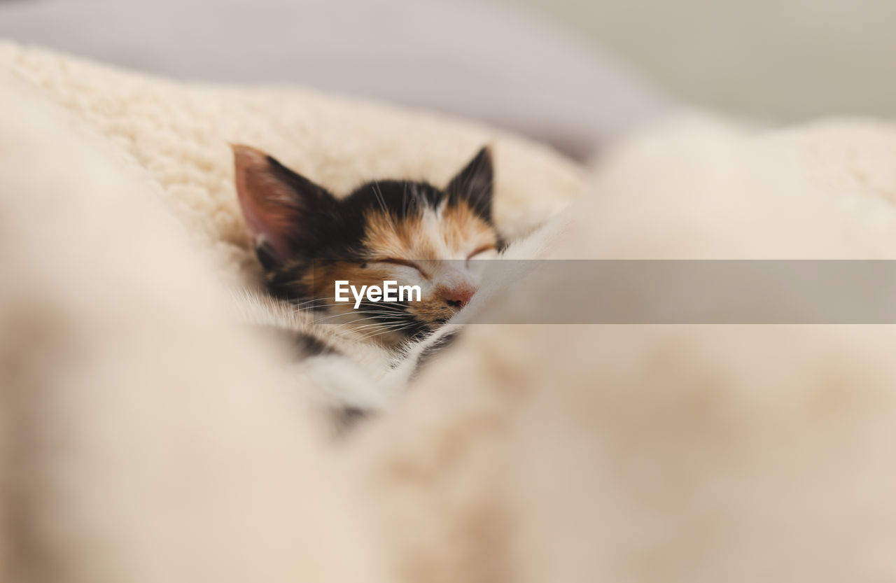 Close-up of cat sleeping on bed